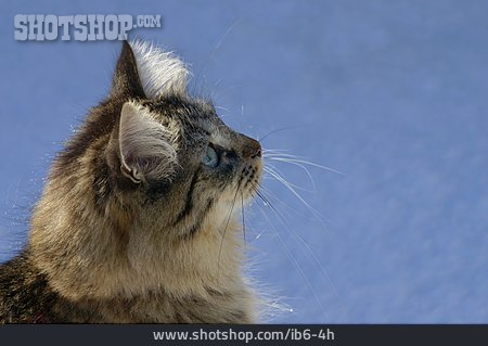 
                Katze, Norwegische Waldkatze                   