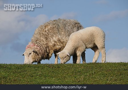 
                Nahrung & Nahrungsaufnahme, Schaf                   