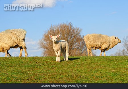 
                Tierfamilie, Schaf, Lamm                   