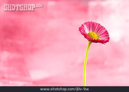 
                Blume, Rosa, Gänseblümchen                   