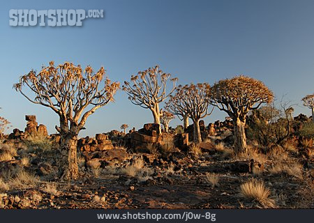 
                Baum, Afrika, Köcherbaum                   