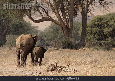 
                Afrika, Elefant                   