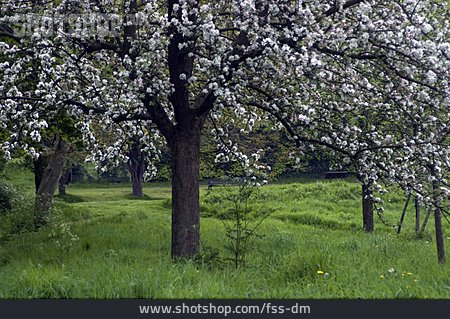 
                Kirschblüte, Kirschbaum                   