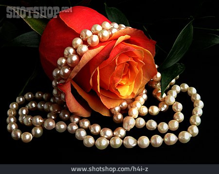 
                Schmuck, Perlenkette, Rosenblüte                   