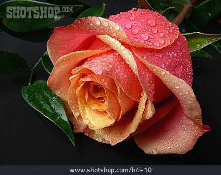 
                Rose, Blüte, Rosenblüte                   