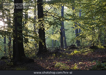 
                Wald, Laub, Laubwald                   