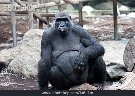 
                Gorilla, Weibchen                   