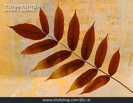 
                Herbstlich, Herbstblatt, Essigbaum                   