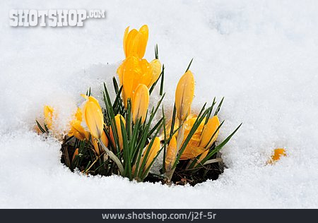
                Frühlingserwachen, Frühlingsblume, Krokus                   