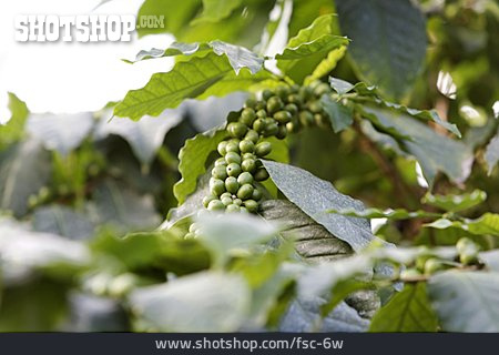 
                Kaffeebohnen, Kaffeepflanze                   