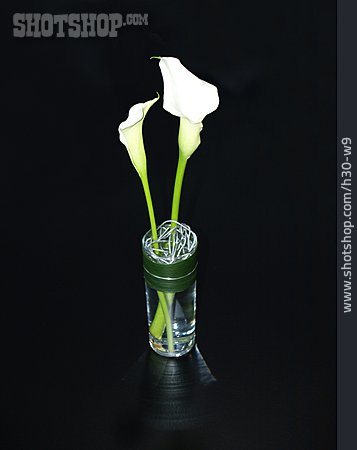 
                Flower, Flower Vase, Calla                   