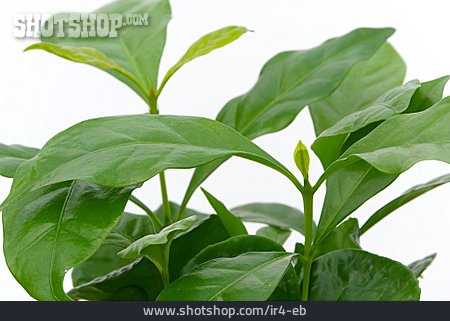 
                Kaffeepflanze                   