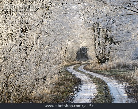 
                Winter, Waldweg, Frost                   