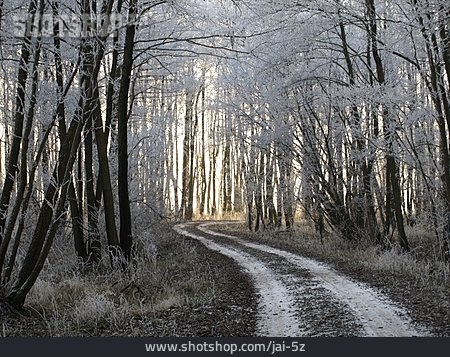 
                Weg, Winter, Waldweg                   