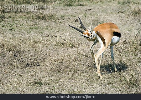 
                Schnüffeln, Antilope, Springbock                   