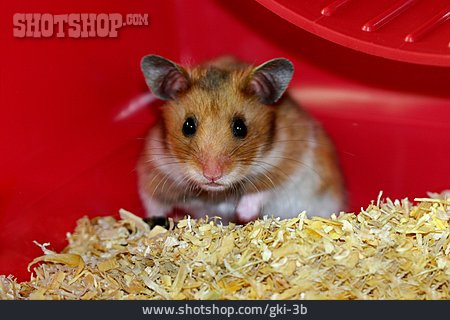 
                Hamster, Campbell-zwerghamster                   