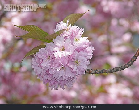 
                Kirschblüte, Baumblüte, Japanische Blütenkirsche                   