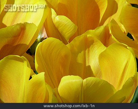 
                Tulpe, Frühlingsblume, Tulpenblüte                   