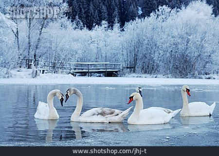 
                Winter, Swan                   