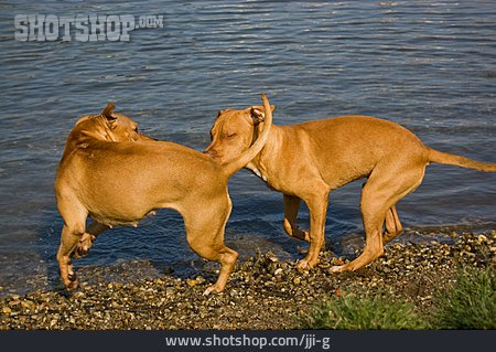 
                Hundewelpe, Hündin, American Pit Bull Terrier                   