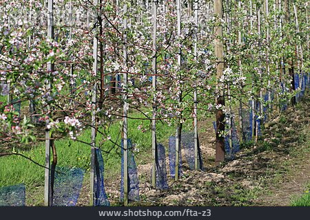 
                Baumblüte, Apfelbaum, Obstplantage                   