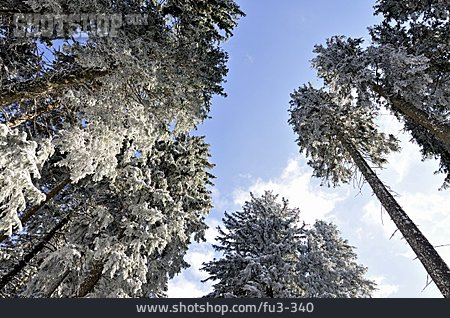 
                Verschneit, Baumkrone, Winterwald                   