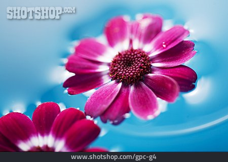 
                Blume, Blüte, Aromatherapie, Blumendekoration                   