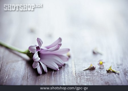 
                Blume, Flora                   