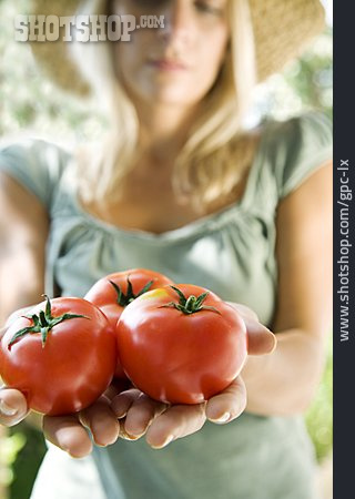 
                Tomate, Ernte, Gartenbau, Tomatenernte, Präsentieren, Gärtnerin                   