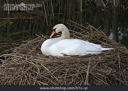 
                Nest, Schwan                   