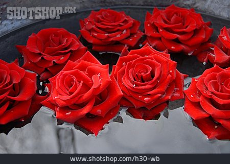 
                Rosenblüte, Rote Rose, Blumendekoration                   