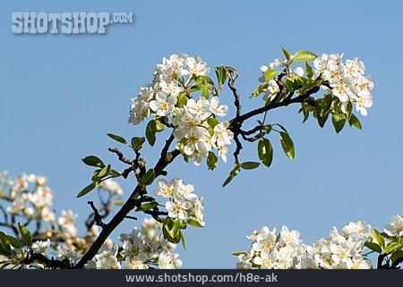 
                Apfelblüte, Obstbaum                   