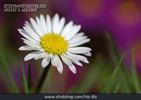 
                Gänseblümchen                   