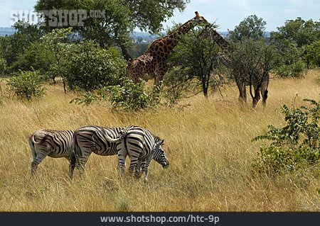 
                Afrika, Giraffe, Zebra, Savanne                   