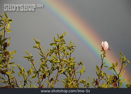 
                Magnolie, Regenbogen                   