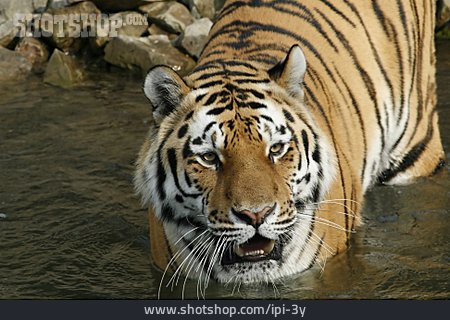 
                Raubtier, Tiger                   
