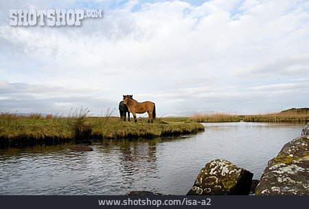 
                Landschaft, Pferd, Pony                   