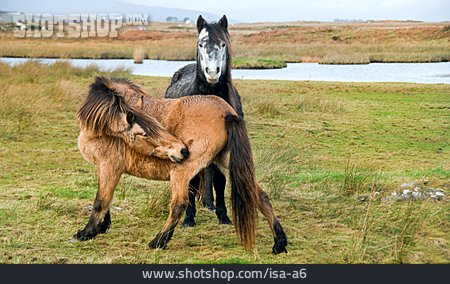 
                Pony, Irland                   