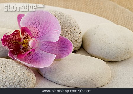 
                Kieselstein, Orchidee                   
