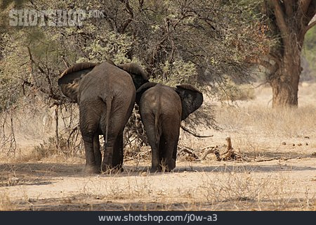 
                Afrika, Elefant, Namibia                   