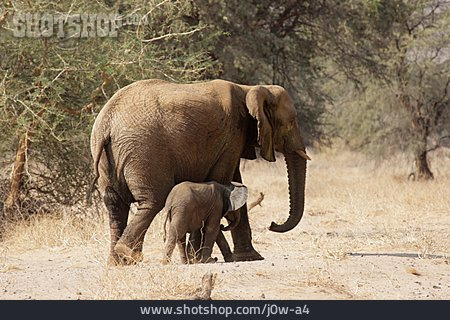 
                Afrika, Elefant, Namibia                   