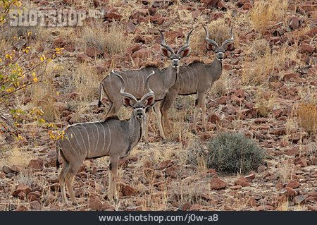 
                Große Kudu, Antilope                   