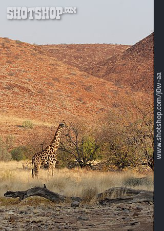 
                Giraffe, Savanne                   