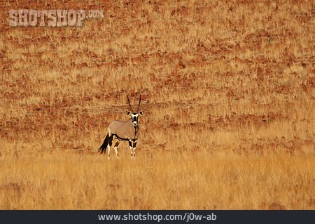 
                Antilope, Savanne, Oryx-antilope                   