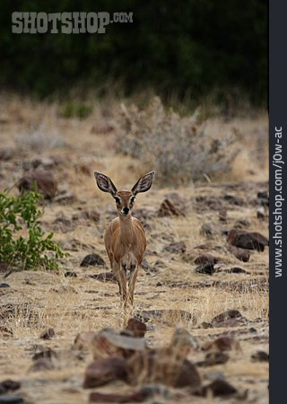 
                Antilope, Savanne                   
