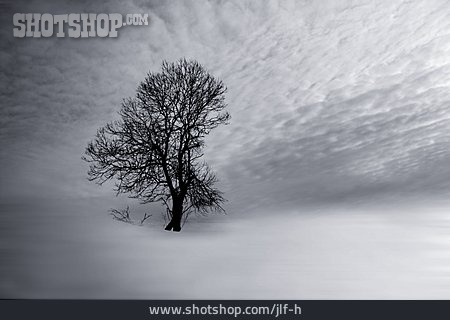 
                Baum, Winterlandschaft, Mystisch, Winterlich                   
