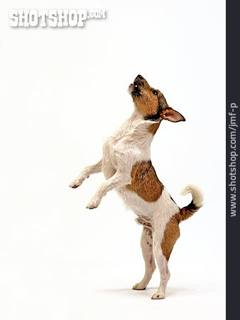 
                Hund, Männchen, Jack Russell Terrier, Tierdressur                   