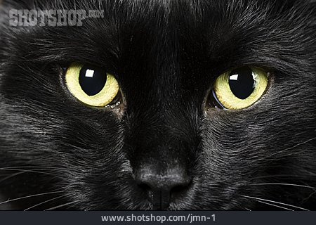 
                Katze, Schwarz                   