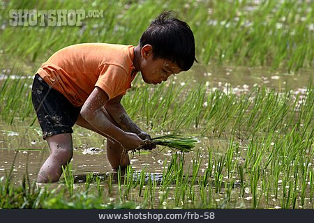 
                Feldarbeit, Reisfeld, Reisanbau, Ernten                   