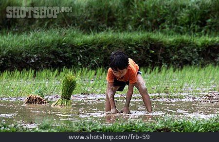 
                Feldarbeit, Reisanbau, Ernten                   